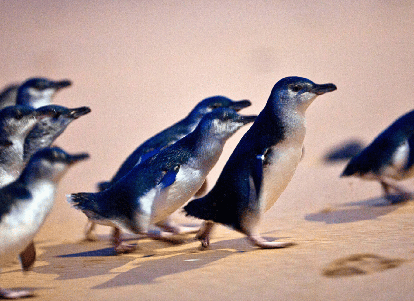 Fra Melbourne: Phillip Island Penguin Parade Eco Tour