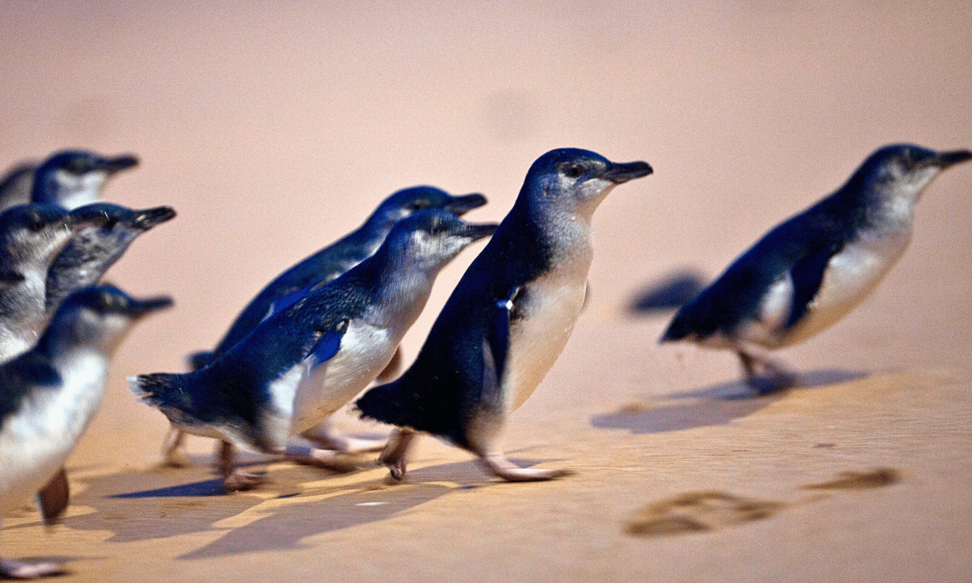 Von Melbourne aus: Phillip Island Penguin Parade Eco Tour