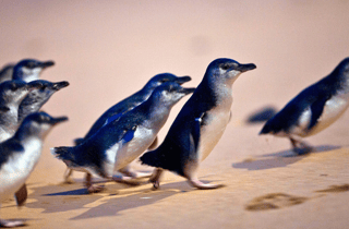 Von Melbourne aus: Phillip Island Penguin Parade Eco Tour