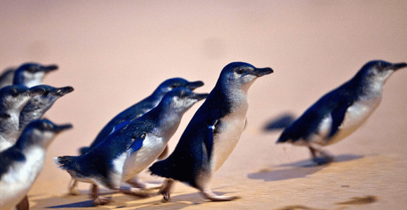 From Melbourne: Phillip Island Penguin Parade Eco Tour