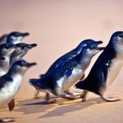 From Melbourne: Phillip Island Penguin Parade Eco Tour