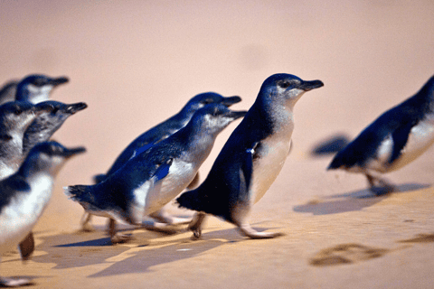 From Melbourne: Phillip Island Penguin Parade Eco Tour - Image 3
