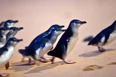 Melbourne'dan: Phillip Adası Penguen Geçidi Eko Turu