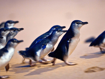 From Melbourne: Phillip Island Penguin Parade Eco Tour