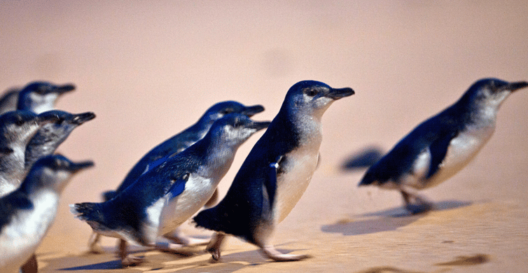 From Melbourne: Phillip Island Penguin Parade Eco Tour