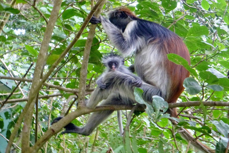 ZANZIBAR: Jozani Forest, Kuza Cave & Rock Restaurant Tour