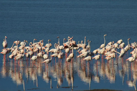 Souss-Massa National Park Entry Ticket