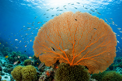 Khao Lak: Similan and Surin Daytrip 2 dives + Hotel Transfer Friday Option — Richelieu Rock