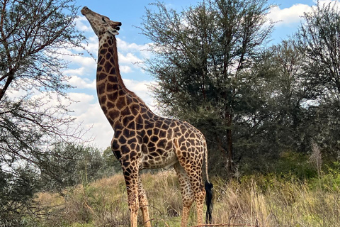 Johannesburg: Cradle Moon Safari Hiking