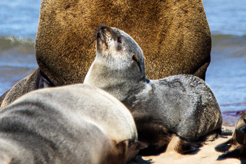 Walvis Bay: Fågelskådning vid Pelican Point och tur med Cape Fur-säl