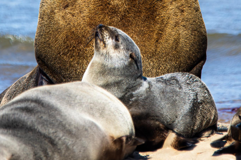 Walvis Bay: Fågelskådning vid Pelican Point och tur med Cape Fur-säl