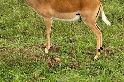 Nairobi National Park Day Game Drive.