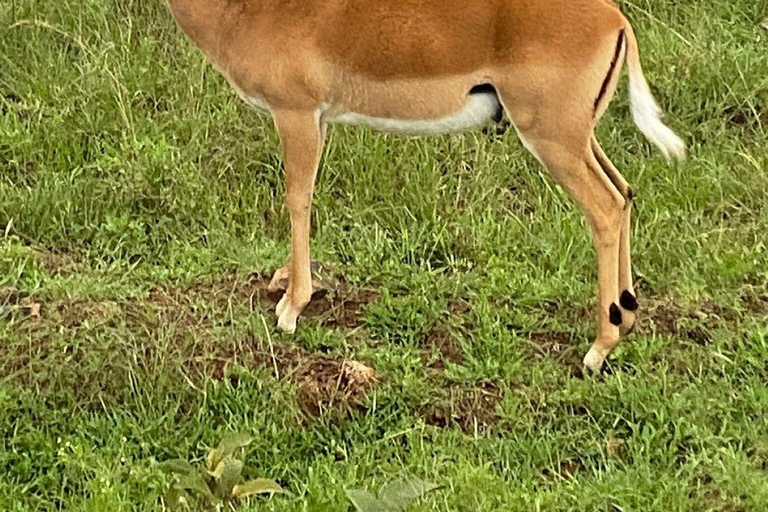 Nairobi National Park Day Game Drive.