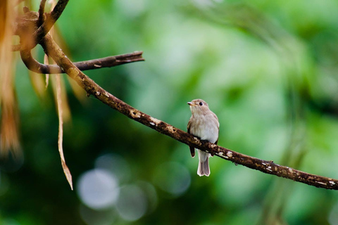 Talangama Wetlands Birdwatching & Local Village Experience