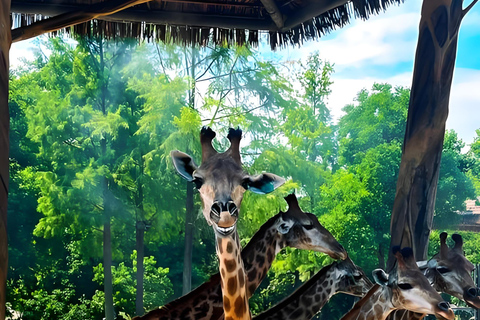 Shanghai Wildlife Park Panda & Predator Feeding Tour