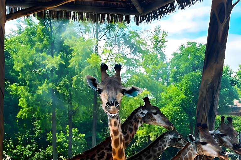 Shanghai Wildlife Park Panda & Predator Feeding Tour