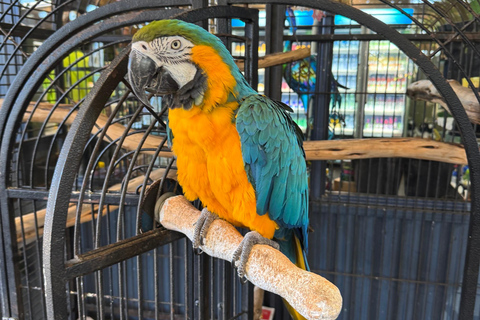 Airlie Beach: Family Coffee Plantation Tour