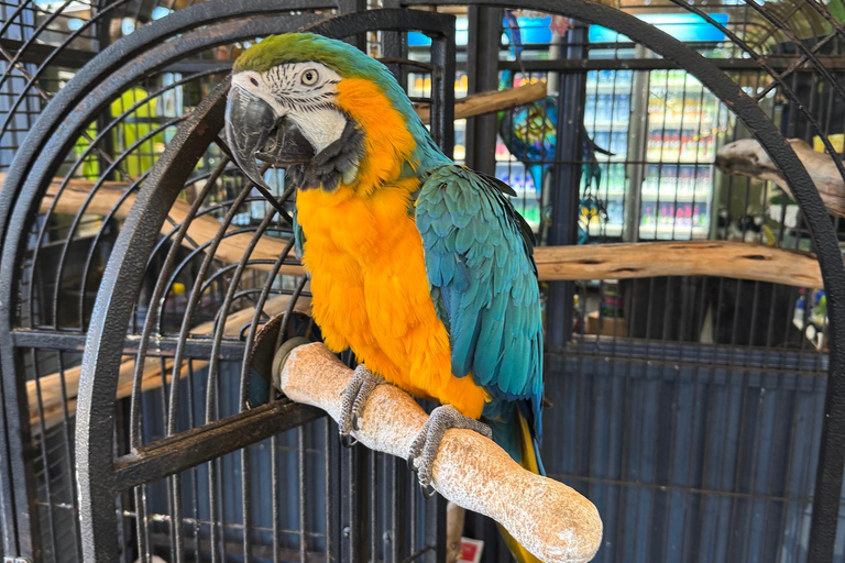 Airlie Beach: Family Coffee Plantation Tour