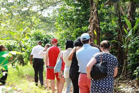 Visita guiada por Montego Bay