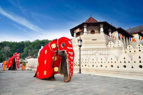 From Colombo/Negombo: Kandy ,Pinnawala ,Tea Factory Day Tour