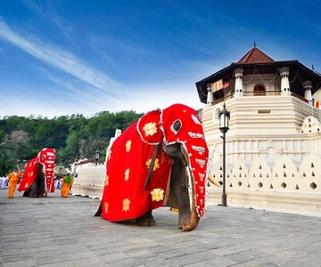 From Colombo: Kandy, Pinnawala and Tea Factory Full-Day Trip