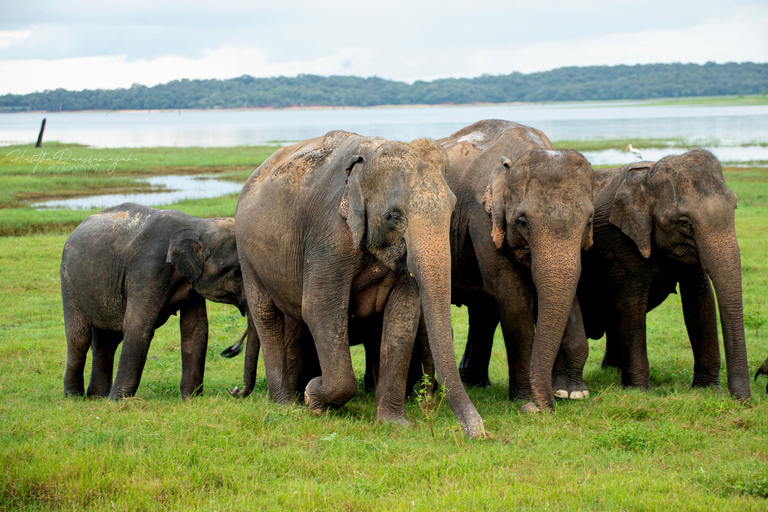 Sigiriya Rock Hike, Village Cookery Experience & Wild Safari