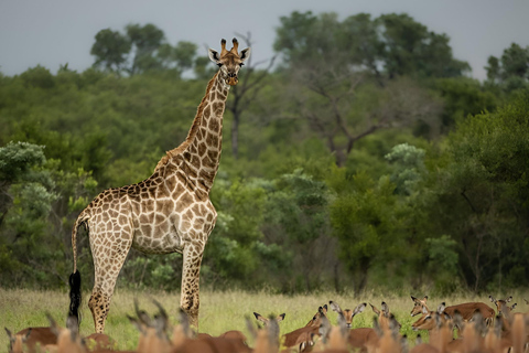 8days Serengeti np,ngorongoro conservation area,tarangaire Serengeti np,ngorongoro conservation area and tarangaire np