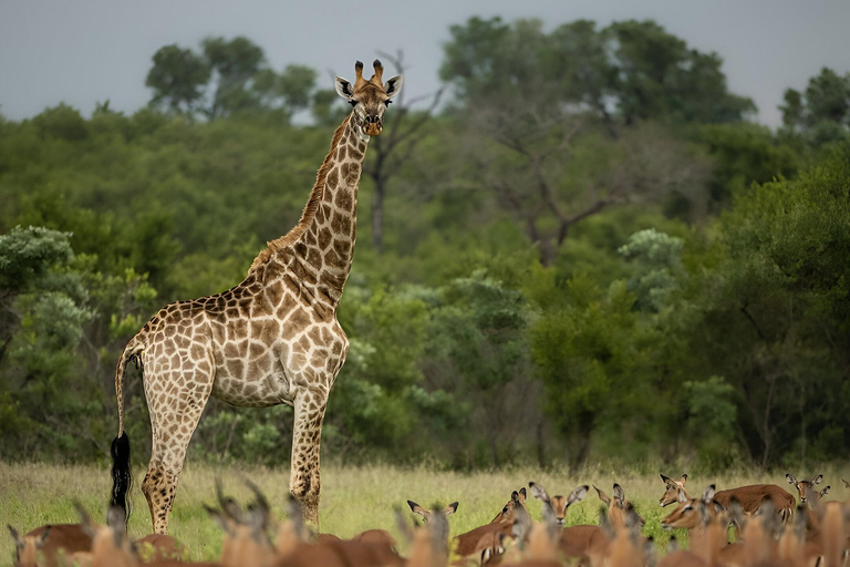 8days Serengeti np,ngorongoro conservation area,tarangaire Serengeti np,ngorongoro conservation area and tarangaire np