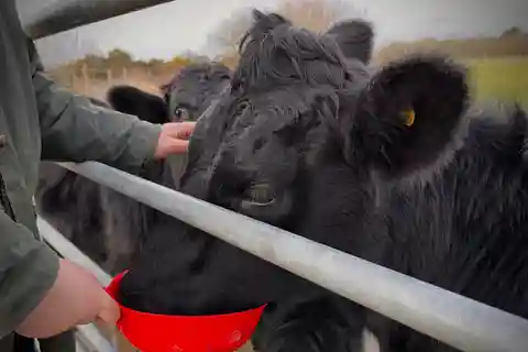 Shropshire: Meet the Mini Moos Cow Cuddling Experience