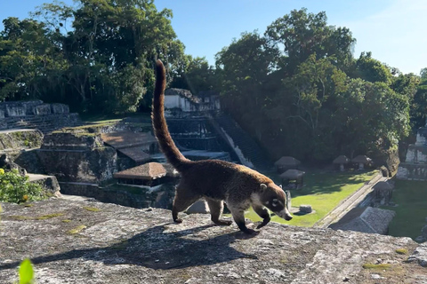 Tikal Sunset, Archeological focus and Wildlife Spotting From San Ignacio Belize, Small Group