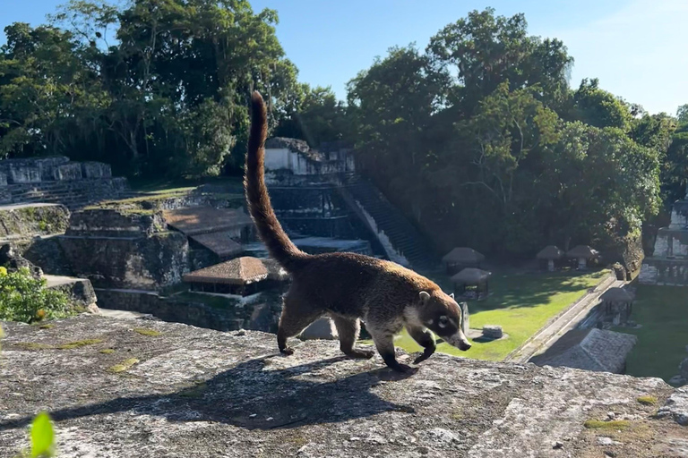 Tikal Sunset, Archeological focus and Wildlife Spotting From San Ignacio Belize, Small Group