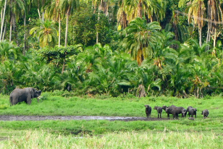 Addis Abeba - Park Narodowy Chebera Cherchura - 4 dniPrzygoda z przyrodą - Park Narodowy Chebera Cherchura 4 dni