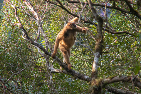 São Paulo - Day tour Southern Muriqui in Carlos Botelho Park