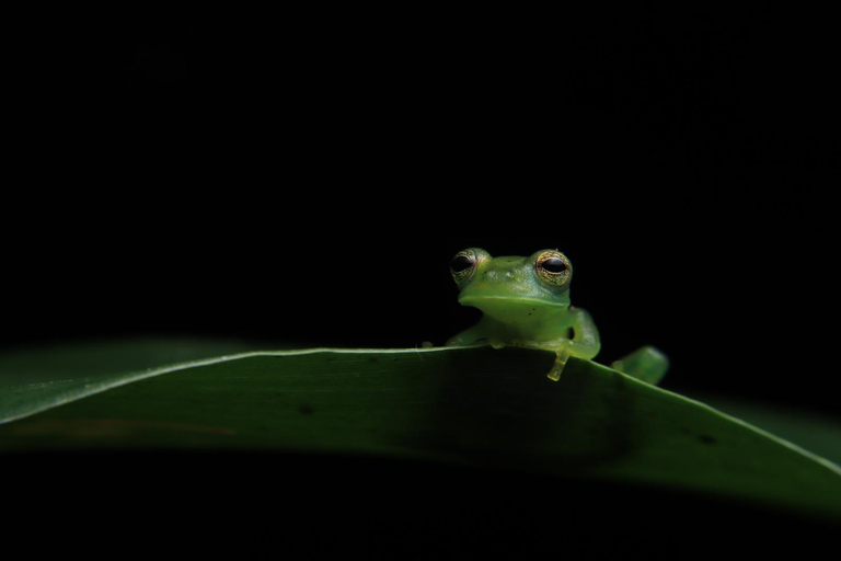 Monteverde: Night Walk at Finca Lantana by the Owners