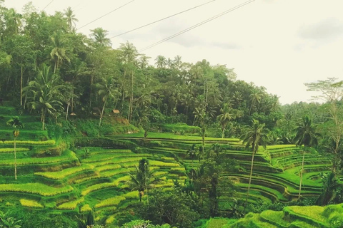 Ubud: Private Half-Day Tour Rice Terrace, Temple & Waterfall Private Half-Day Tour (With Entrance Tickets)