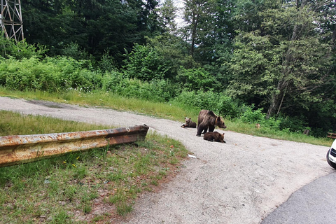 Boekarest: Bear Sanctuary, Bran Castle en Brasov Day Trip