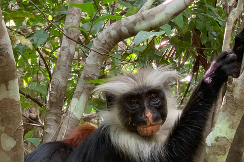 Zanzibar: wizyta w lesie Jozani dla małp czerwonolicych