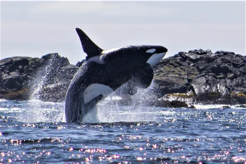 Sitka: Wildlife Charter Boat Tour
