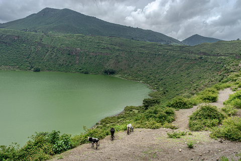 Addis Ababa: Rift Valley Lakes Birdwatching Tour