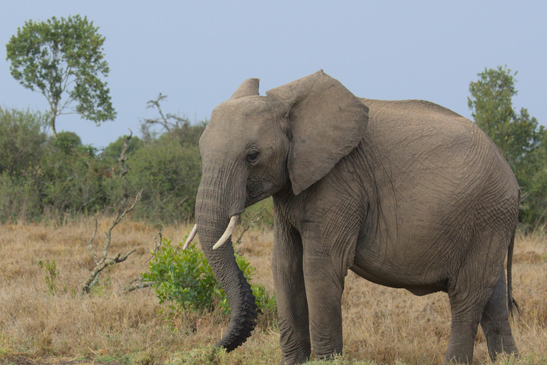 2-Day Tsavo East Safari from Mombasa & Diani