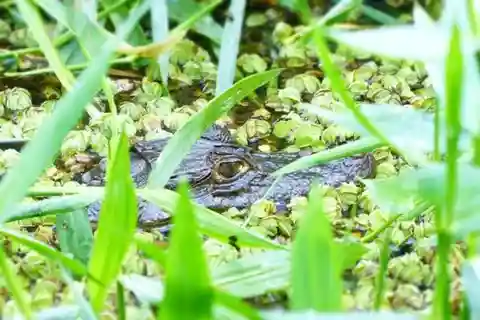 Tortuguero: Kanotupplevelse i Tortuguero nationalpark