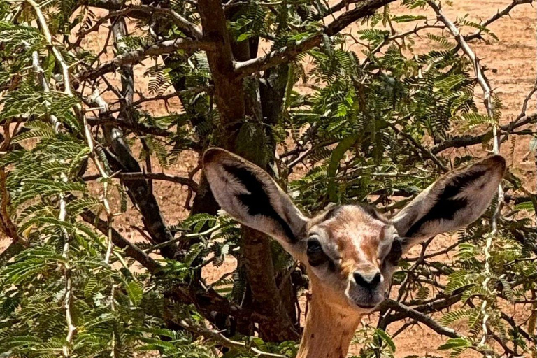 Nairobi: 4 Days epic trip to Amboseli, Tsavo West & East