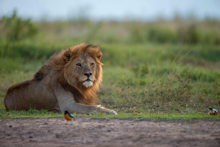 Tanzania: 7-Day Safari with Lodges & Game Drives