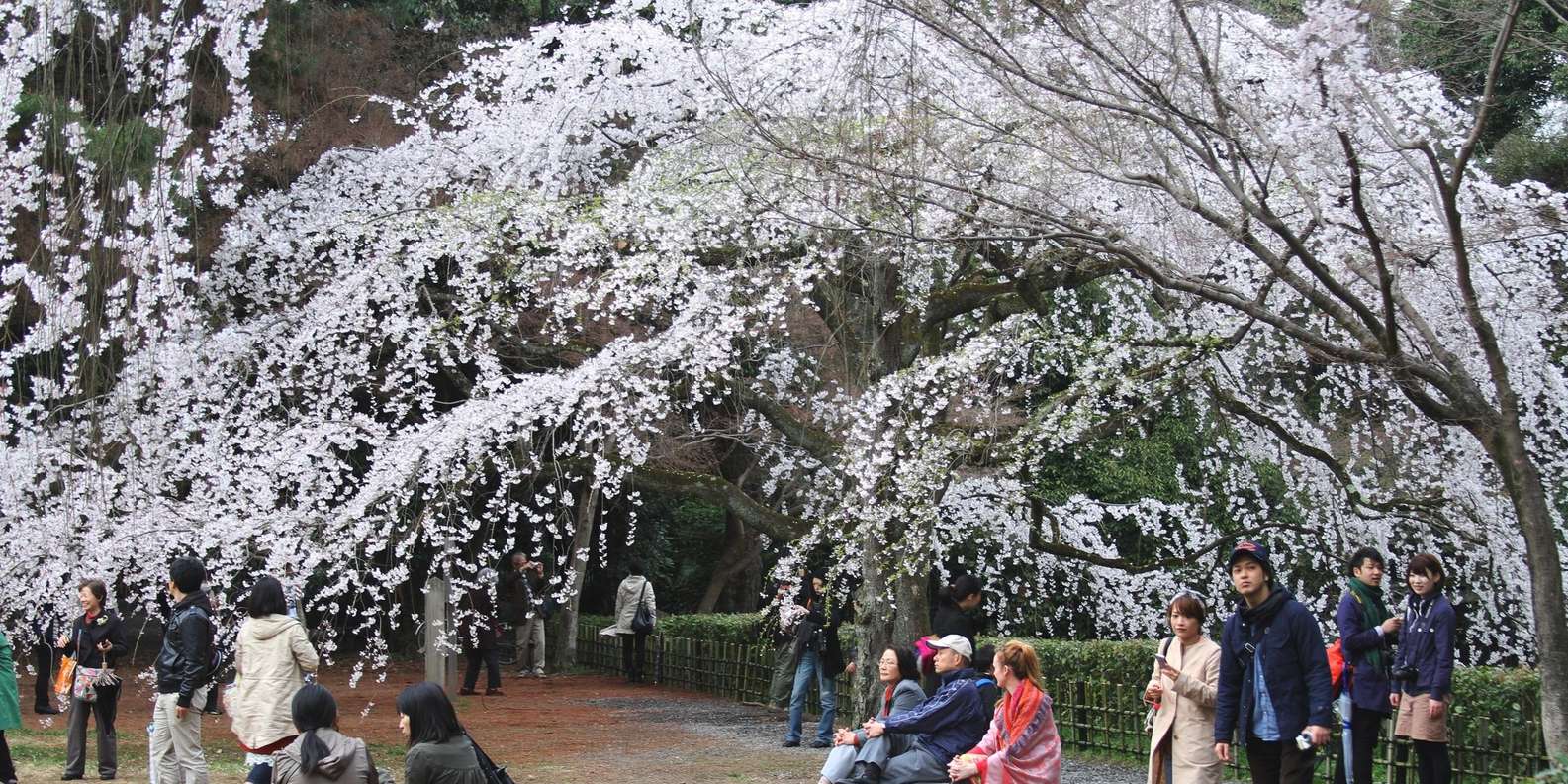 Kyoto experience — temples, geisha, bamboo grove — image 4