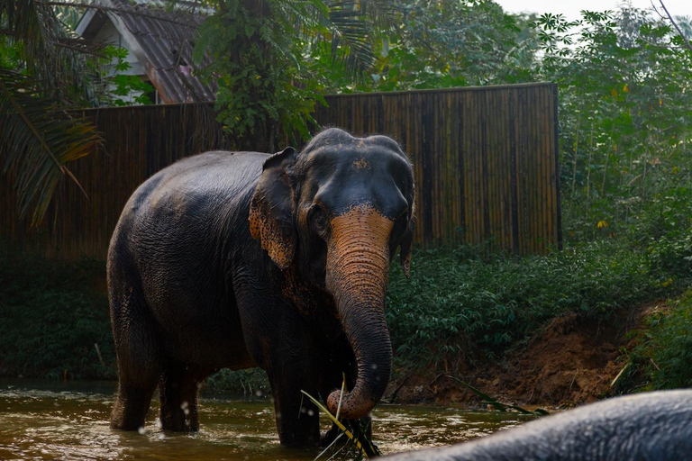 Visite guidée d'une heure du sanctuaire des éléphants de Khao Lak avec un écoguideVisite guidée de 1 heure avec lieu de rendez-vous