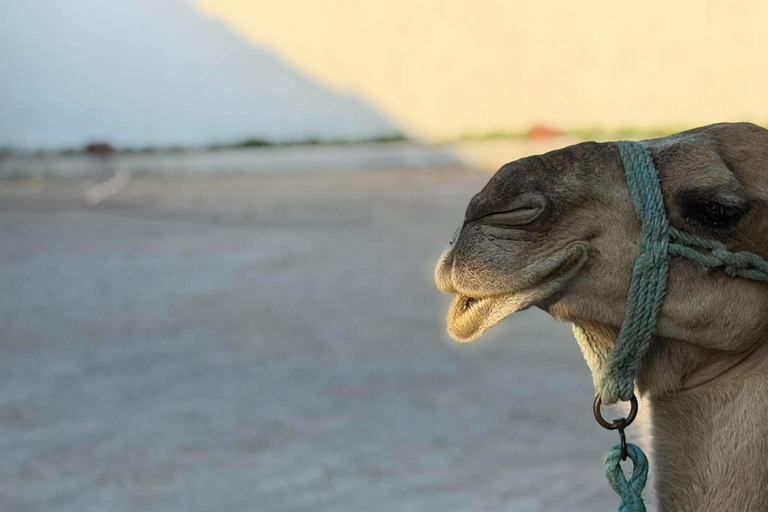 Hammamet: Dromedary and horse-drawn carriage ride with olive oil tasting Hammamet: Dromedary Ride and Carriage Ride with Olive Oil Food Tasting