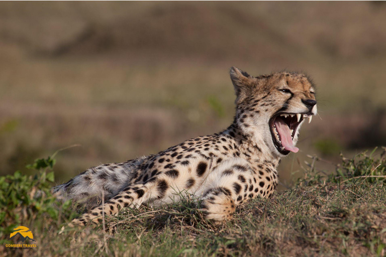 3-Day Wildlife Wonder! Tarangire, Lake Manyara & Ngorongoro.