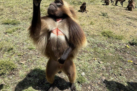 From Addis: Blue Nile Gorge, Baboons & Waterfalls