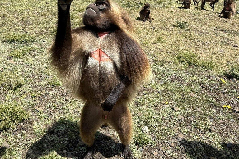 From Addis: Blue Nile Gorge, Baboons & Waterfalls