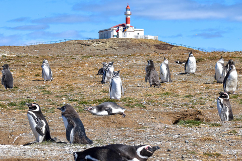 Punta Arenas: Walk with Penguins on Magdalena & Marta Island Tour from Punta Arenas